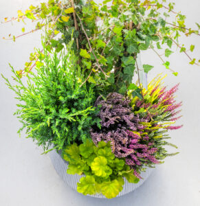 Fjölbreytt haustskreyting í potti með klifrandi bergfléttu, lyngi og grænum barrtrjám.