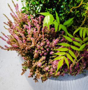 Nærmynd af bleiku haustlyngi og fernu í samsetningu með sígrænum plöntum.