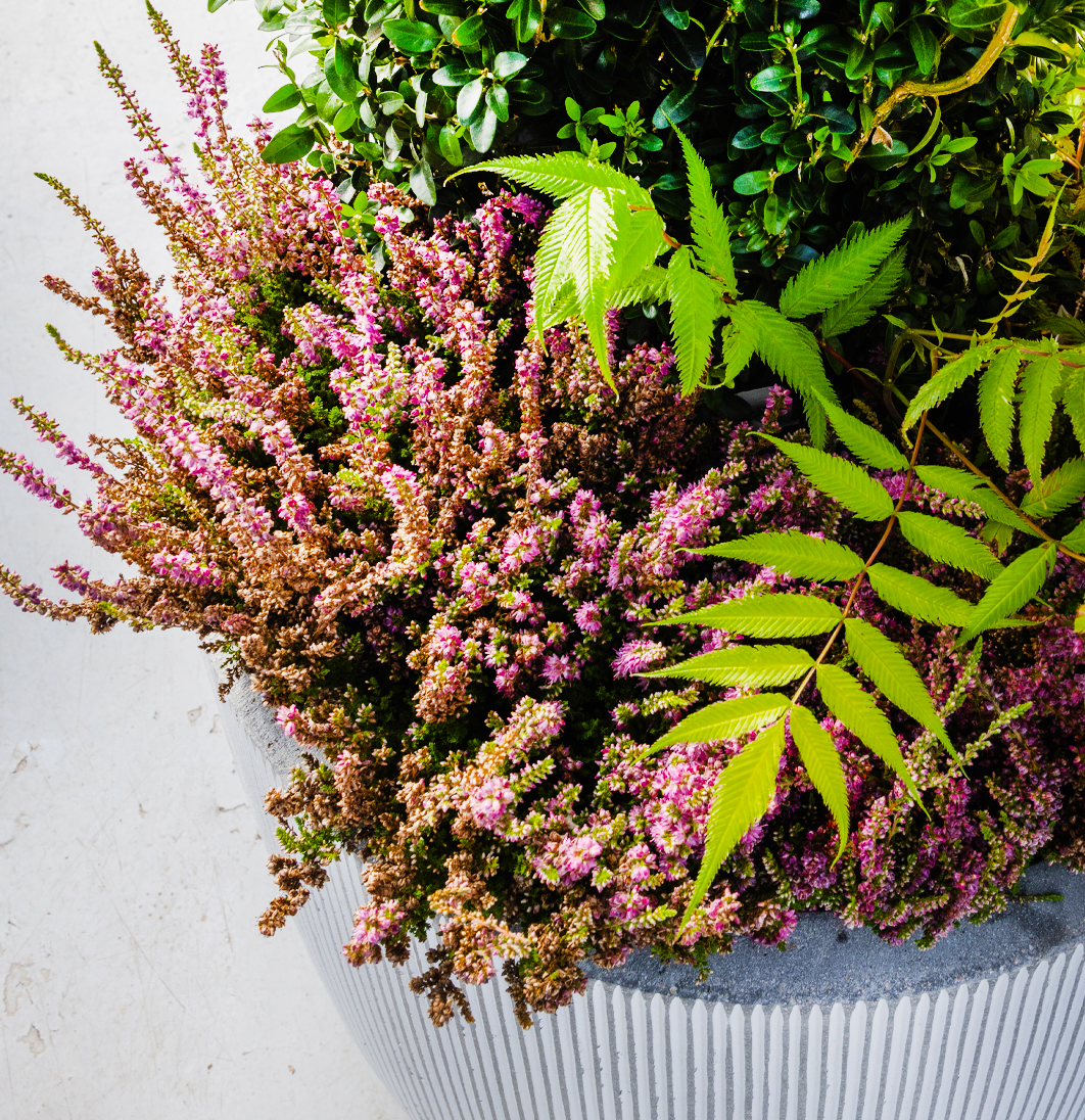 Nærmynd af bleiku haustlyngi og fernu í samsetningu með sígrænum plöntum.