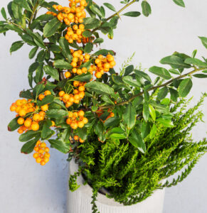 Eldþyrnir (Pyracantha) með áberandi appelsínugulum berjum í potti. Fallegur haustlitur sem lýsir upp skammdegið.