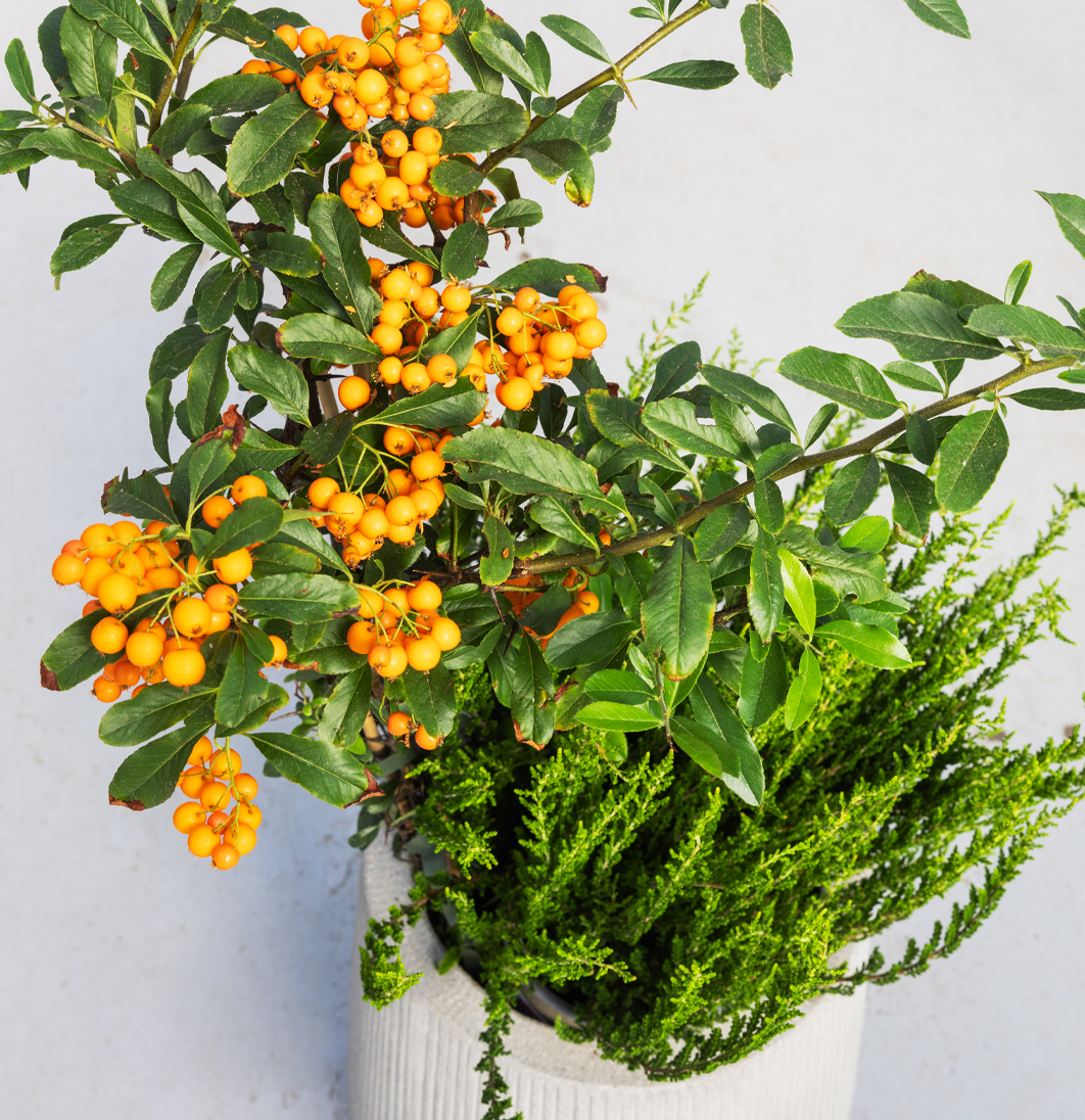 Eldþyrnir (Pyracantha) með áberandi appelsínugulum berjum í potti. Fallegur haustlitur sem lýsir upp skammdegið.