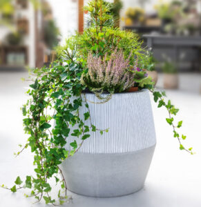 Glæsilegur hvítur pottur með lítilli furu, bleiku lyngi og bergfléttu sem hangir niður.