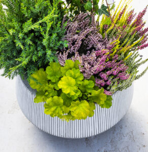 Hringlaga pottur með fallegri blöndu af grænum eini, fjólubláu lyngi og ljósgrænni alunrót. Lífleg haustskreyting.