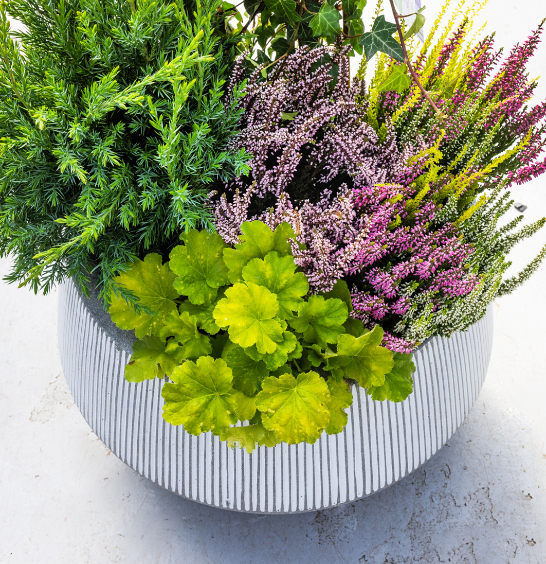 Hringlaga pottur með fallegri blöndu af grænum eini, fjólubláu lyngi og ljósgrænni alunrót. Lífleg haustskreyting.