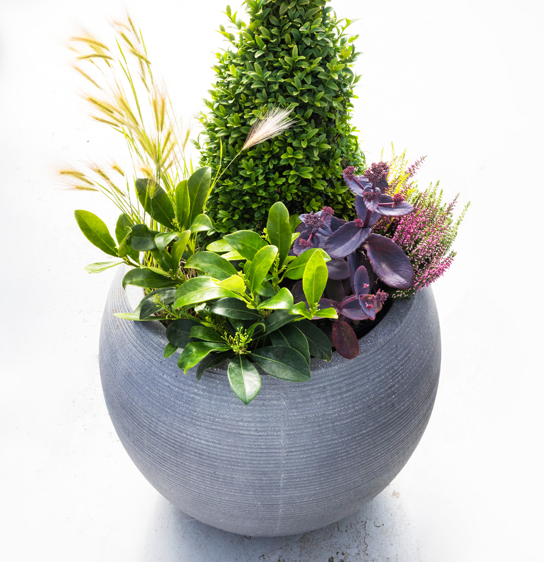 Stílhrein skreyting með formklipptum sígrænum runna, stráum og dökkfjólubláum blöðum í hringlaga potti.