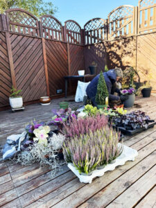 Fjölbreytt úrval af haustplöntum á trépalli. Lyng, skrautkál, silfurþráður og fjölæringar tilbúnir í pottsetningu.