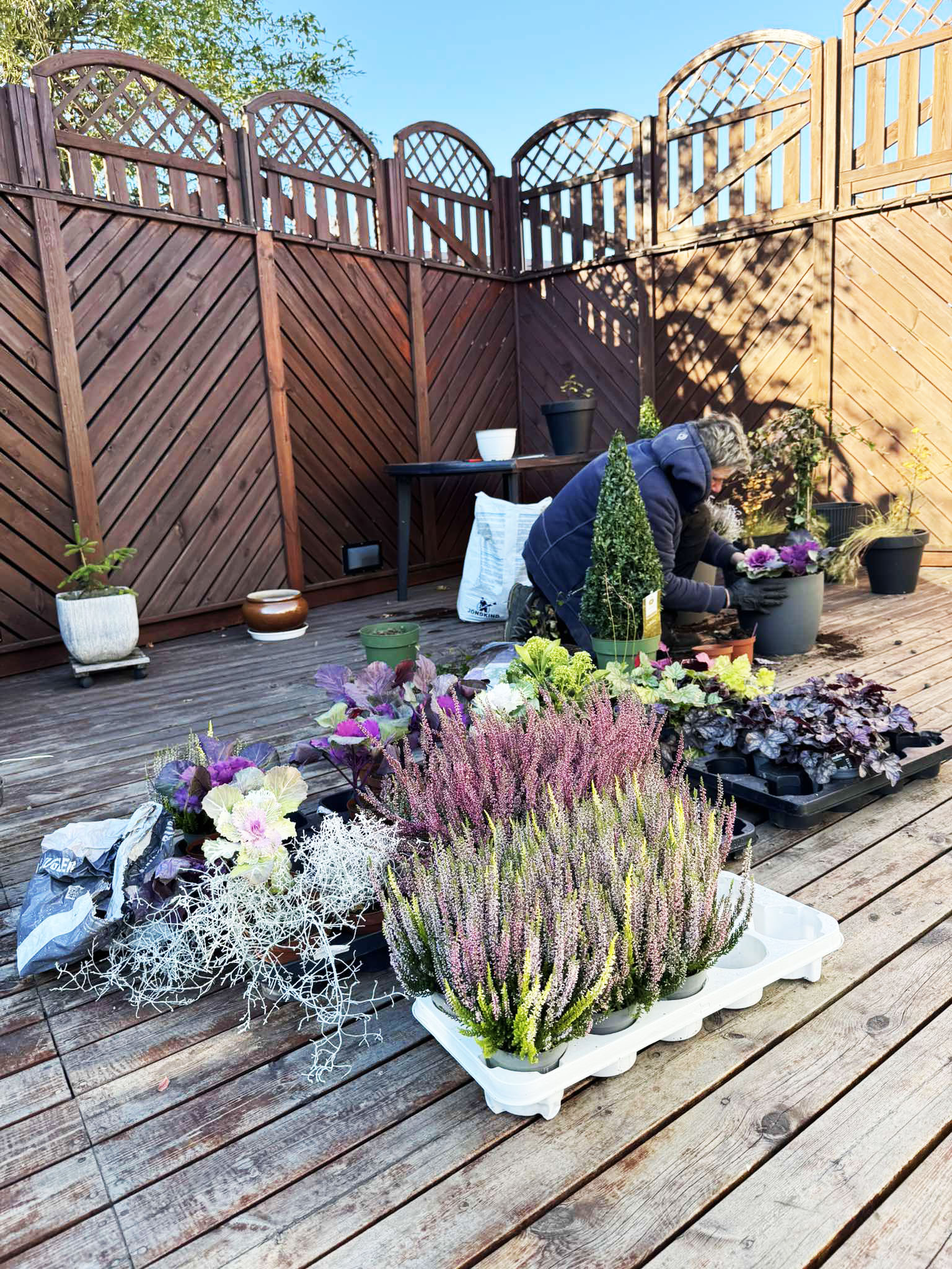 Fjölbreytt úrval af haustplöntum á trépalli. Lyng, skrautkál, silfurþráður og fjölæringar tilbúnir í pottsetningu.