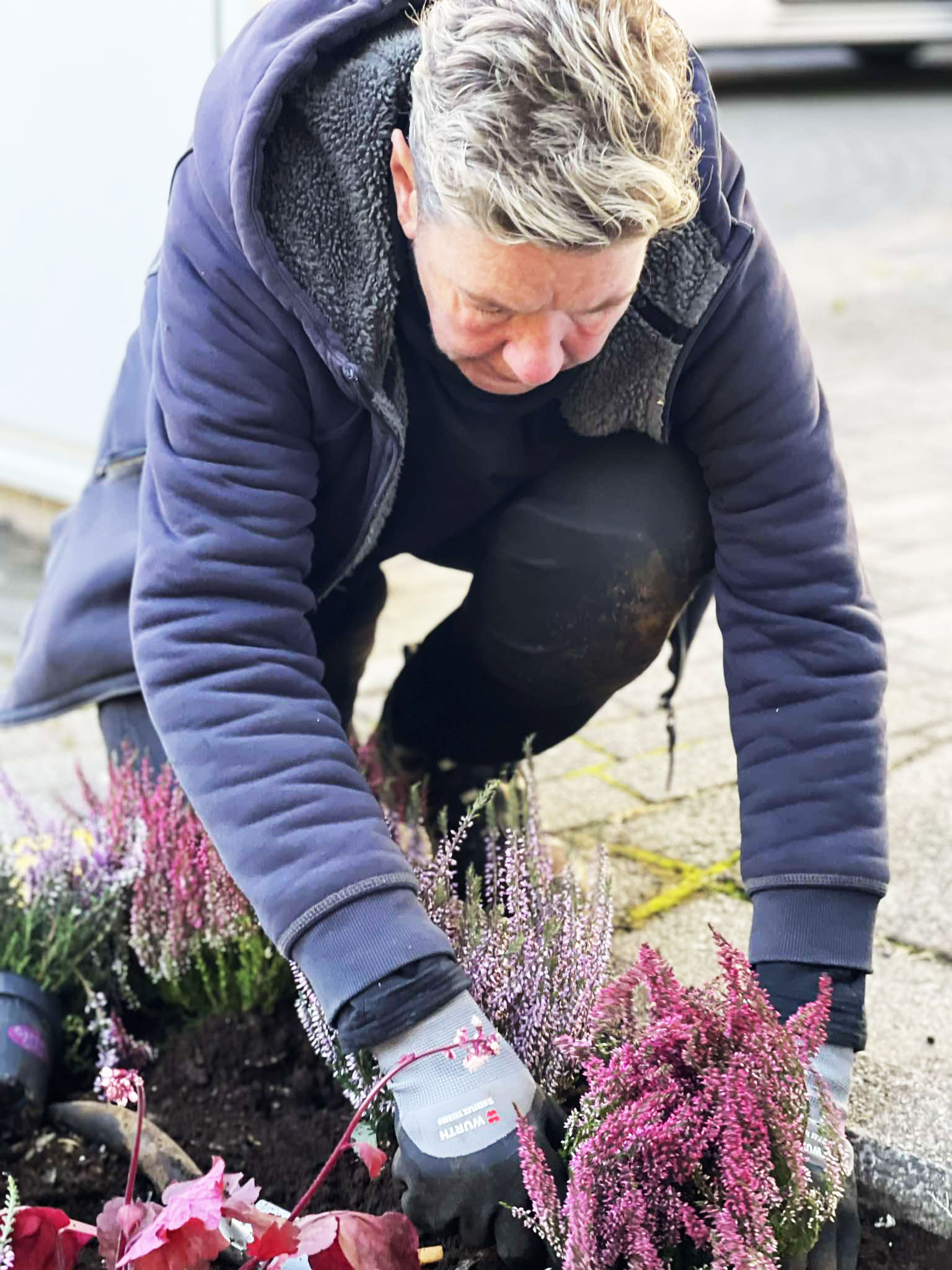 Nærmynd af faglegri gróðursetningu á bleiku haustlyngi. Gengið frá beðum fyrir haustið.