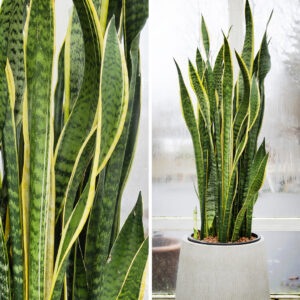 Hávaxin Indjánafjöður (Sansevieria) með gulum og grænum rákum. Harðgerð planta sem hreinsar loftið.