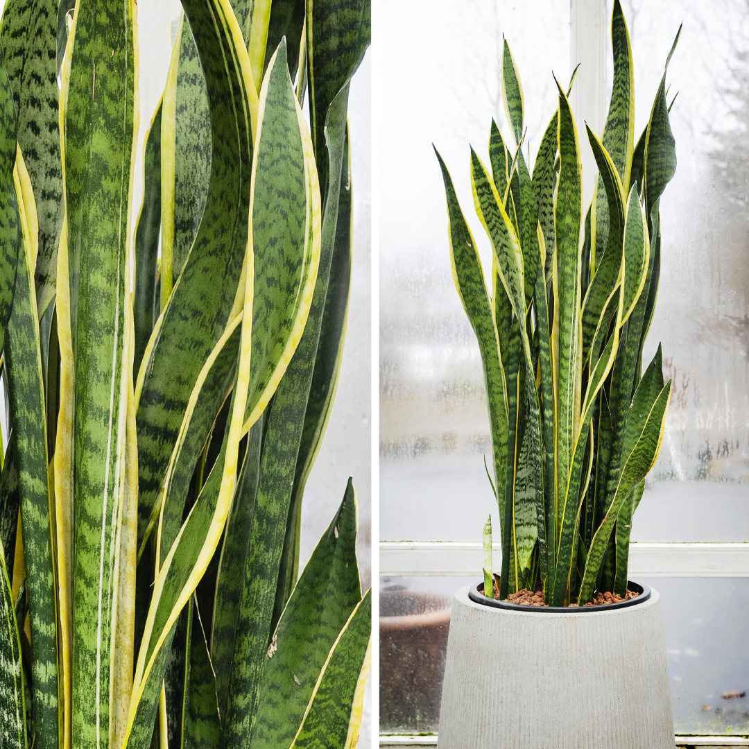 Hávaxin Indjánafjöður (Sansevieria) með gulum og grænum rákum. Harðgerð planta sem hreinsar loftið.