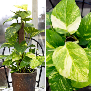 Nærmynd af blöðum á Mánagulli. Gul og græn mynstur á blöðunum sem lífga upp á umhverfið.