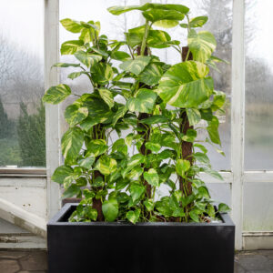 Stórt og veglega vaxið Mánagull (Epipremnum) sem klifrar upp eftir stuðningi. Falleg inniplanta sem fyllir vel upp í rými.