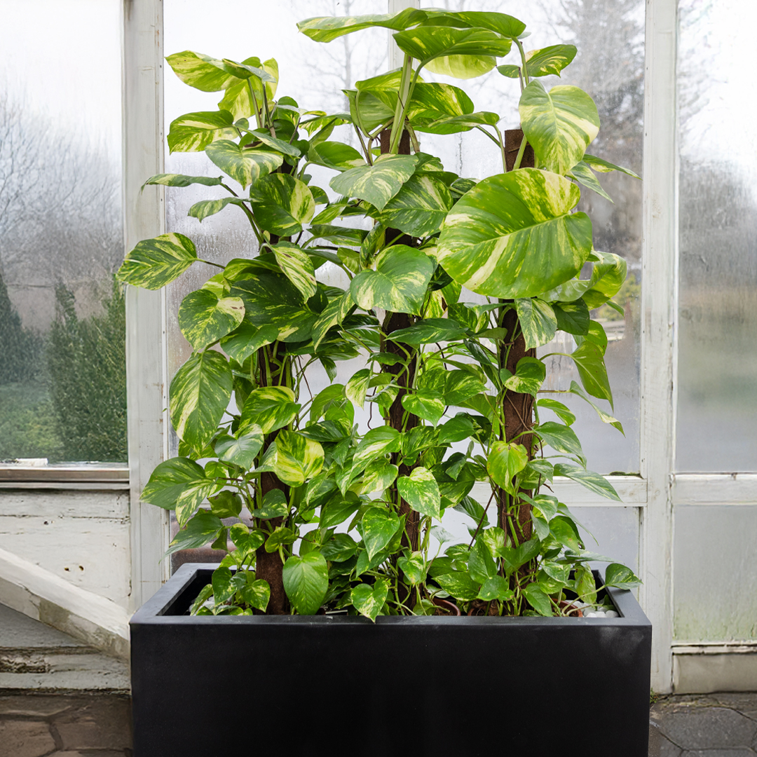 Stórt og veglega vaxið Mánagull (Epipremnum) sem klifrar upp eftir stuðningi. Falleg inniplanta sem fyllir vel upp í rými.