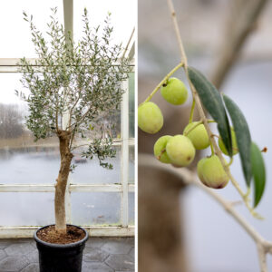 Ólífutré í potti. Tignarlegt tré með grágrænum blöðum og ólífum sem gefur rýminu Miðjarðarhafsstemningu.