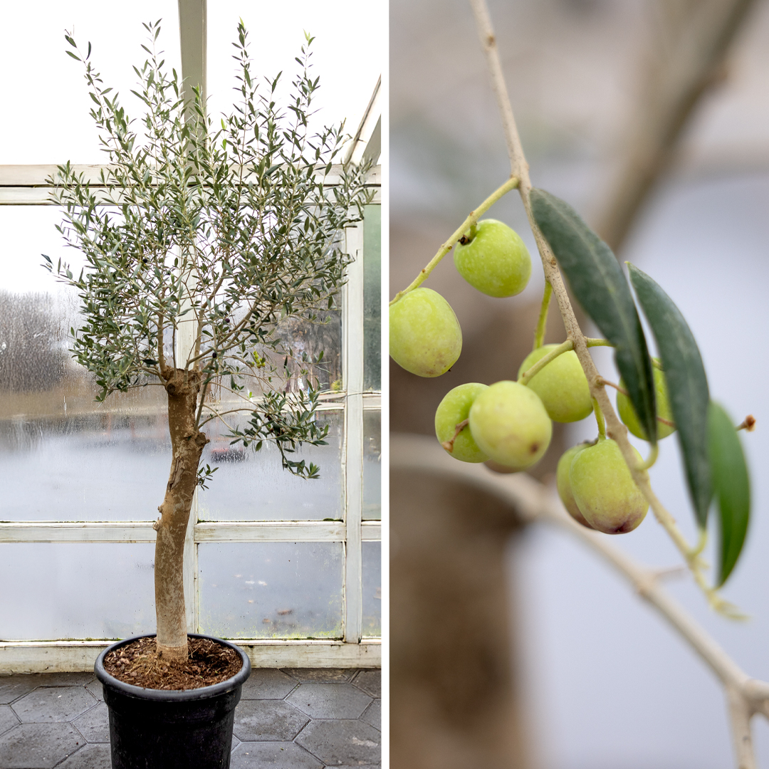 Ólífutré í potti. Tignarlegt tré með grágrænum blöðum og ólífum sem gefur rýminu Miðjarðarhafsstemningu.