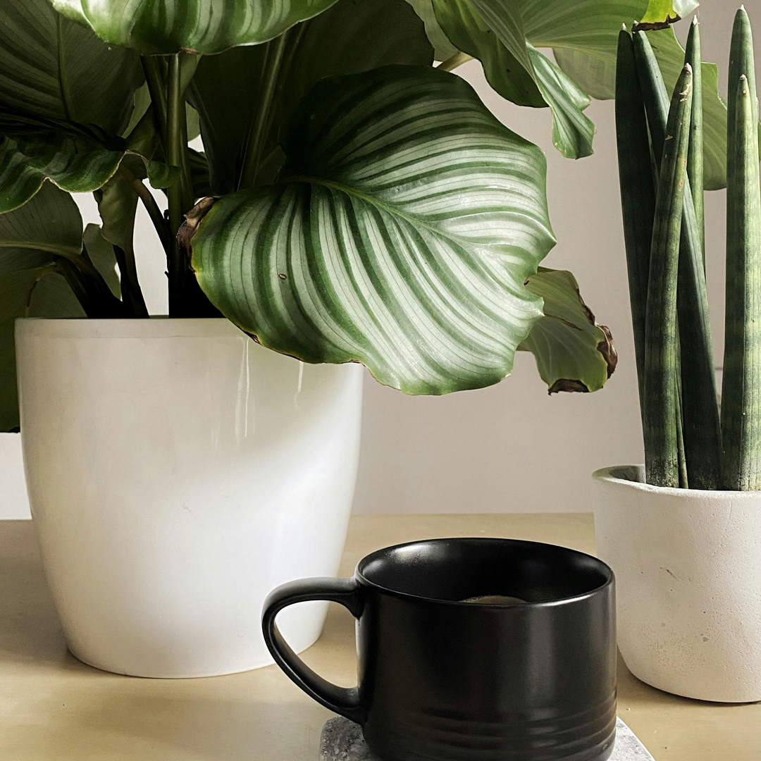 affibolli á borði við hliðina á fallegum inniplöntum í hvítum pottum. Calathea og Sansevieria plöntur sem skapa notalegt andrúmsloft.