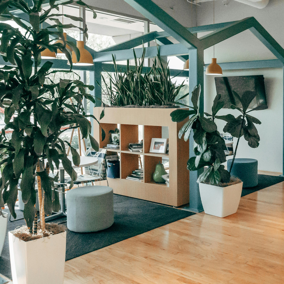 Nútímalegt skrifstofurými með fjölbreyttum inniplöntum. Stórar gólfplöntur og plöntuskilrúm sem bæta hljóðvist og vinnuumhverfi.