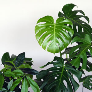 Nærmynd af heilbrigðum og grænum laufblöðum á Monstera (Rifblöðku) og Peningatré. Inniplöntur sem hreinsa loftið.