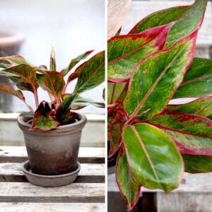 Sjómannsvinur (Aglaonema) með áberandi rauðum og grænum blöðum. Litrík inniplanta sem þarf lítið viðhald og þolir skugga.