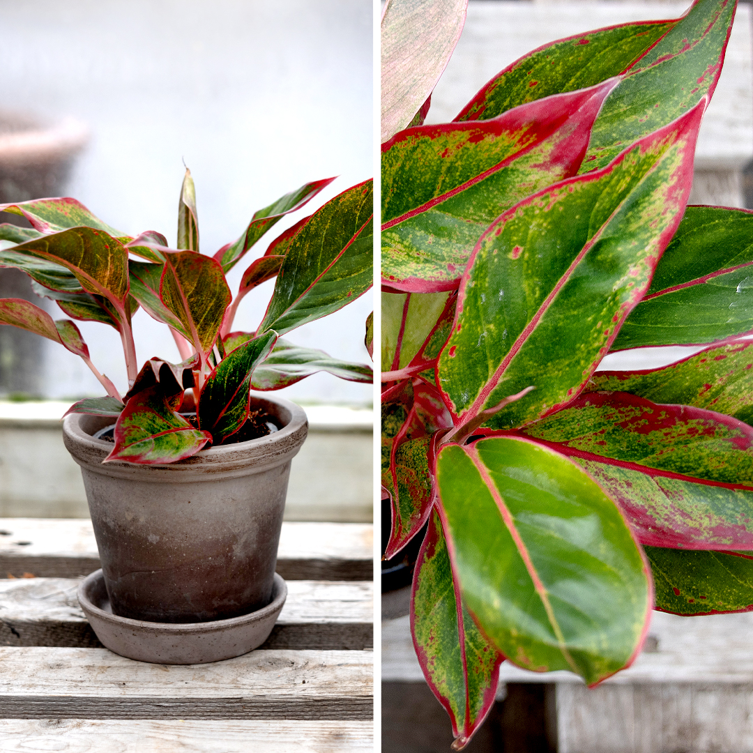 Sjómannsvinur (Aglaonema) með áberandi rauðum og grænum blöðum. Litrík inniplanta sem þarf lítið viðhald og þolir skugga.