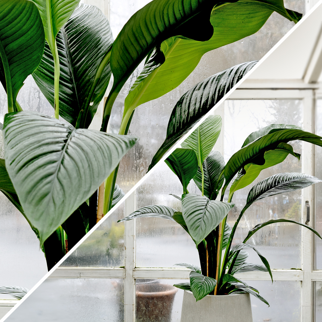 Stór og mikilfengleg Friðarlilja. Inniplanta með stórum dökkgrænum blöðum sem er þekkt fyrir að hreinsa loftið.