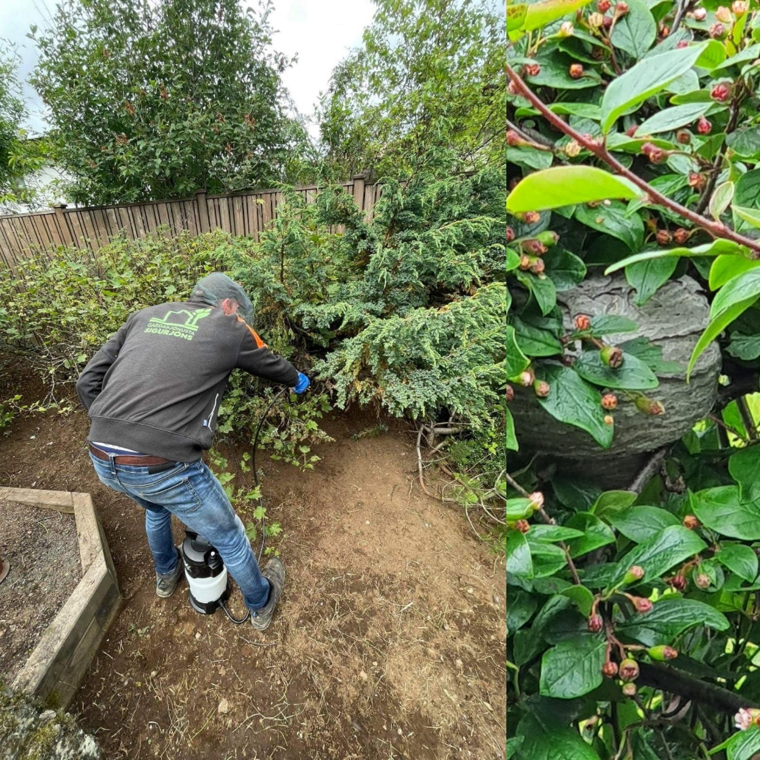 Starfsmaður Garðaþjónustu Sigurjóns að eitra fyrir geitungum í runna